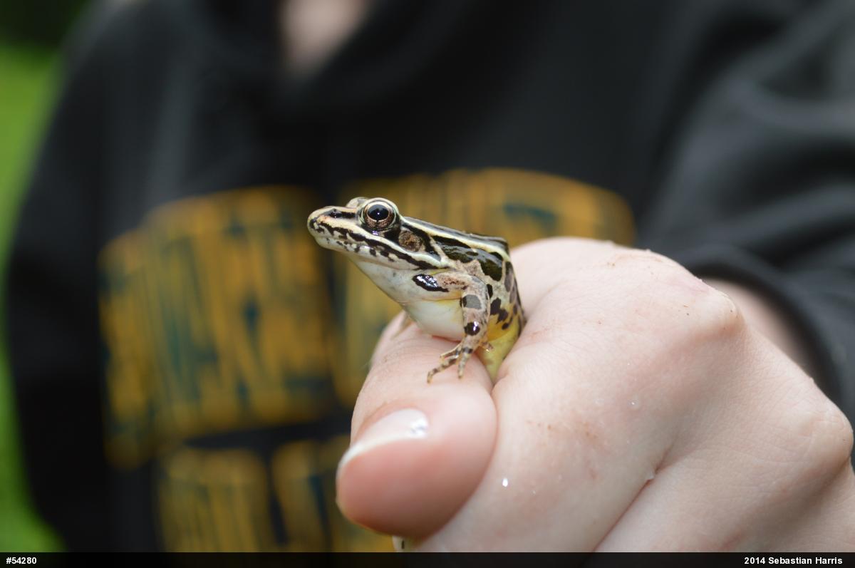 Pickerel Frog