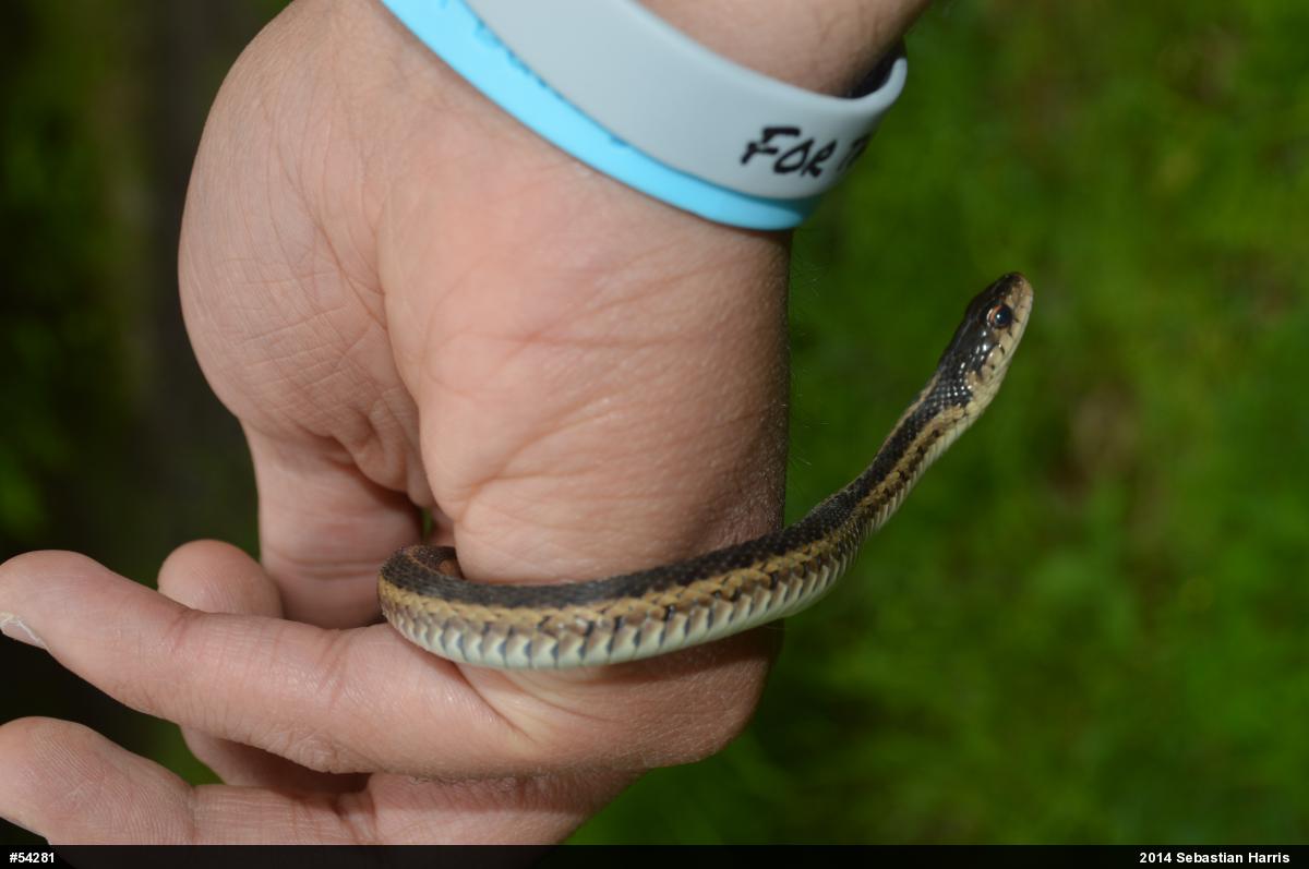 Eastern Gartersnake