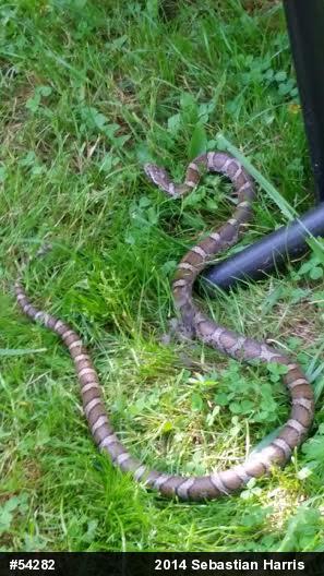 Eastern Milksnake