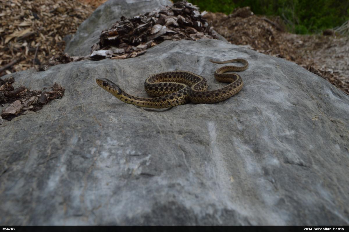 Eastern Gartersnake