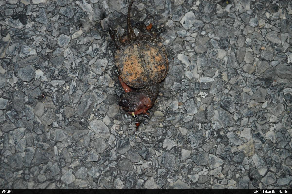 Snapping Turtle