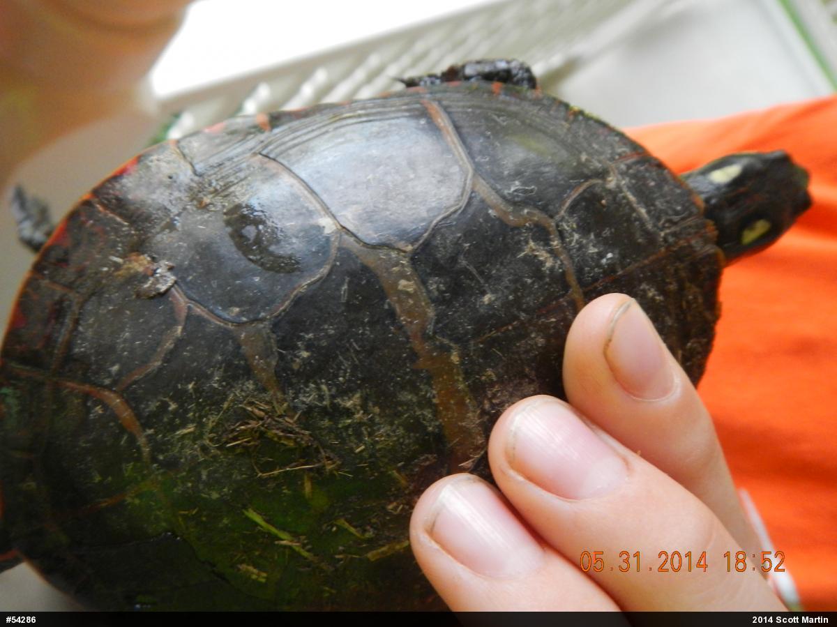 Eastern Painted Turtle