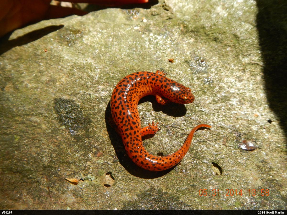 Northern Red Salamander