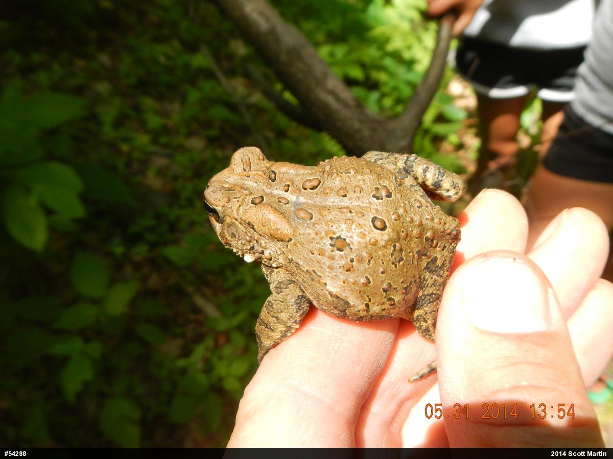 Eastern American Toad