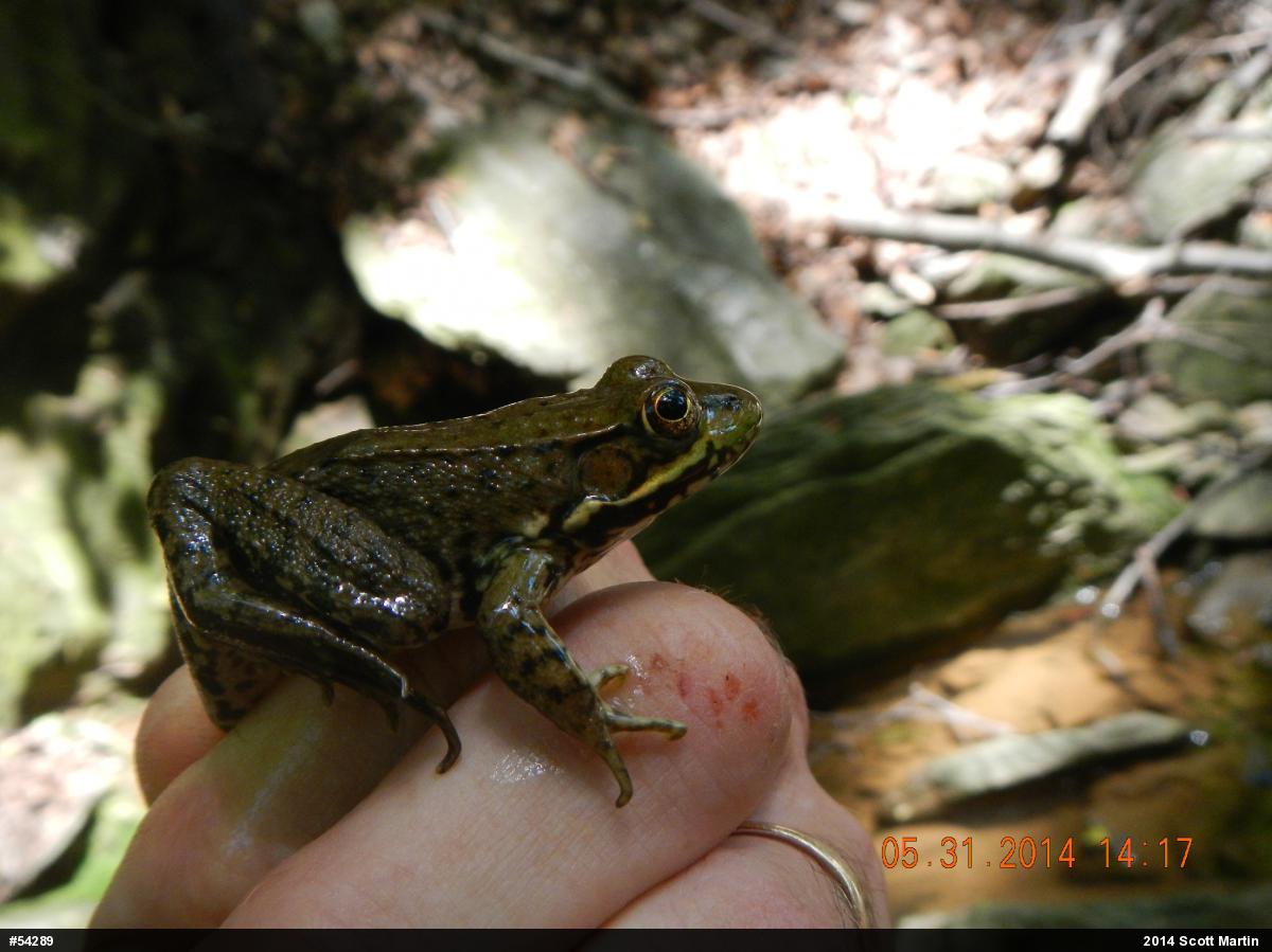 Green Frog