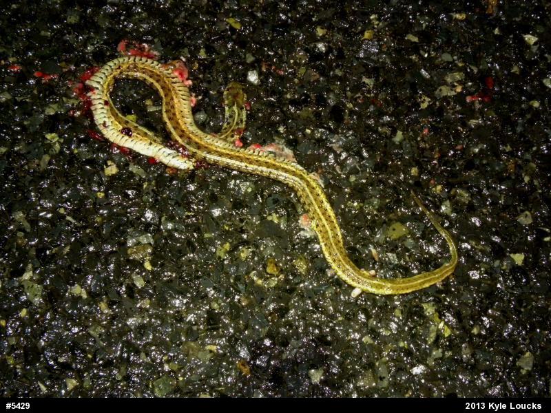 Eastern Gartersnake