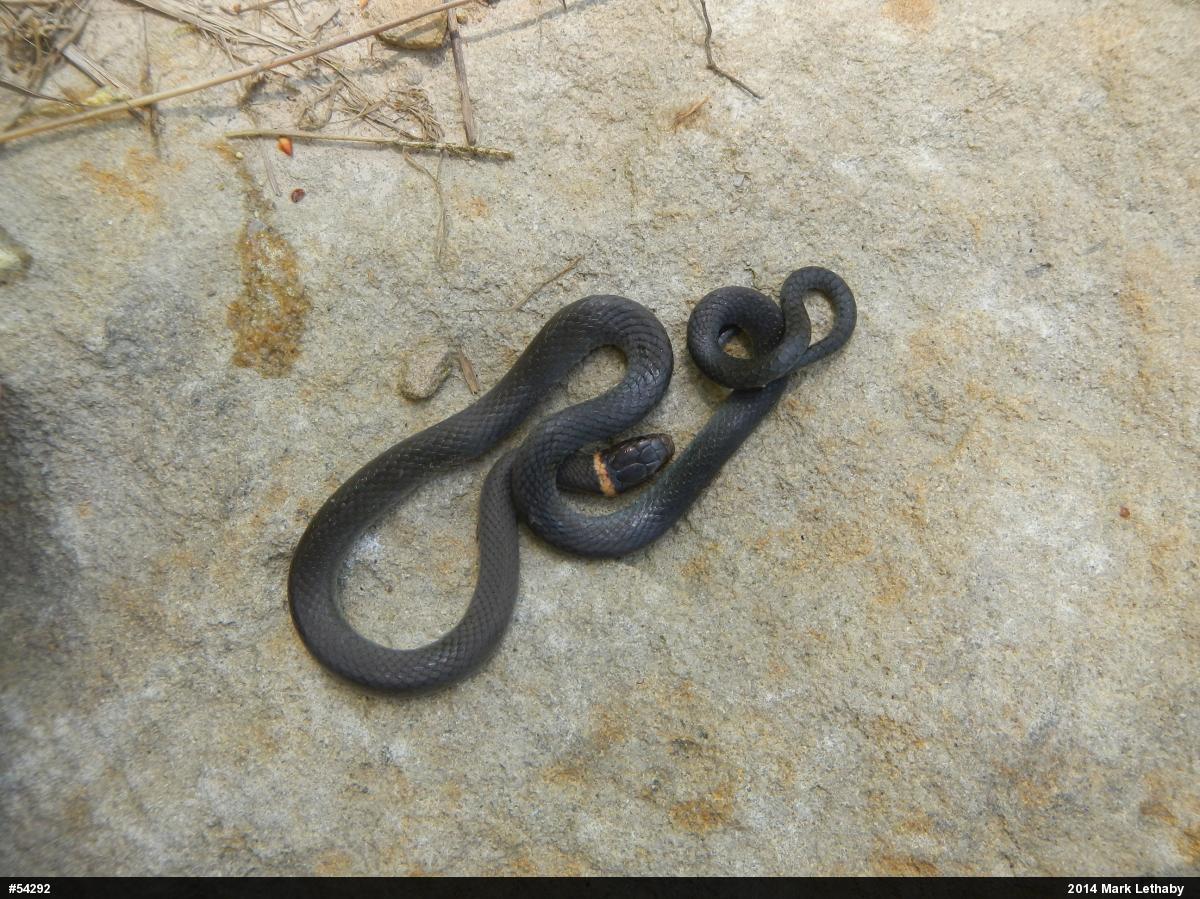 Northern Ring-necked Snake
