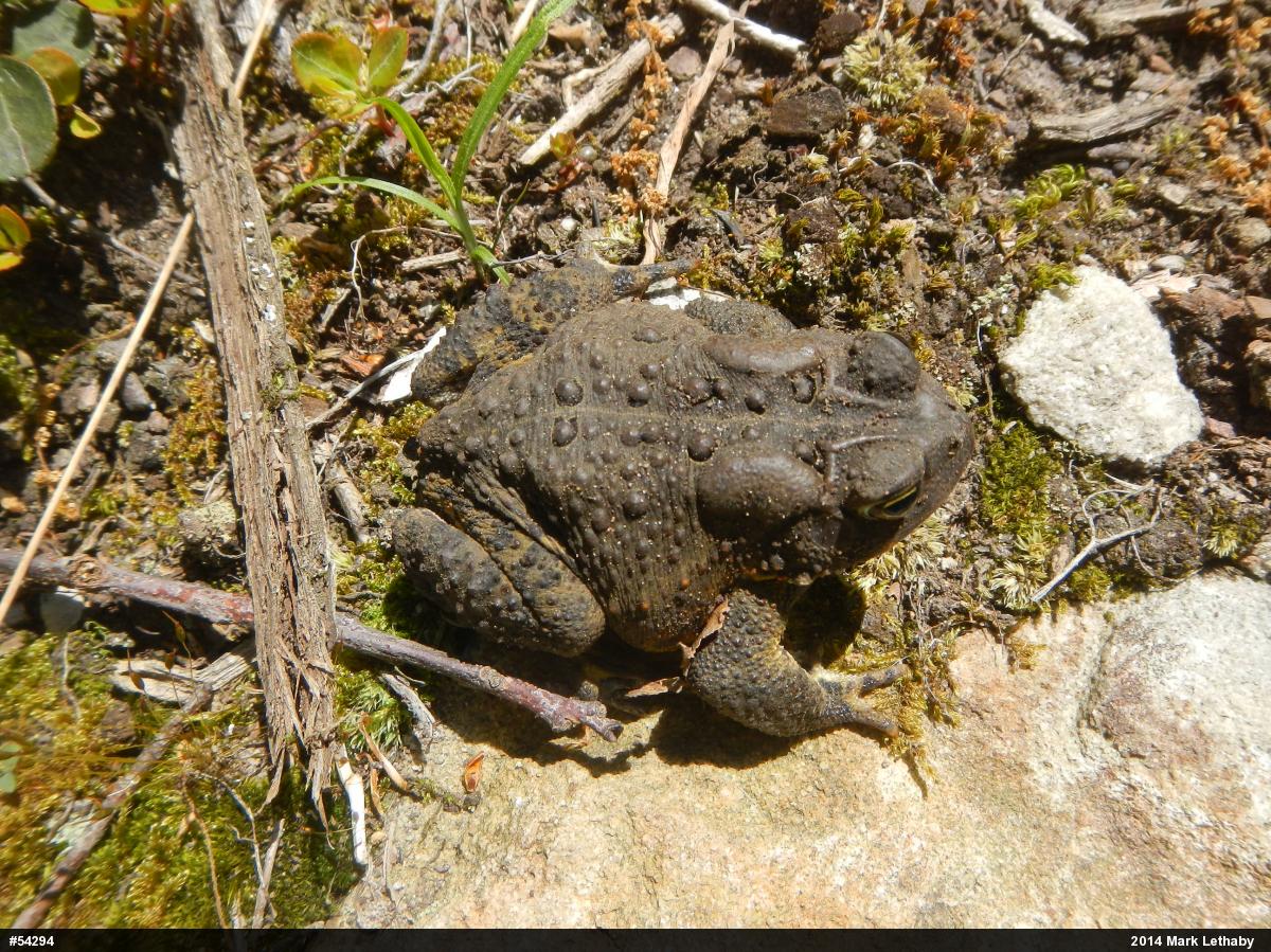 Eastern American Toad