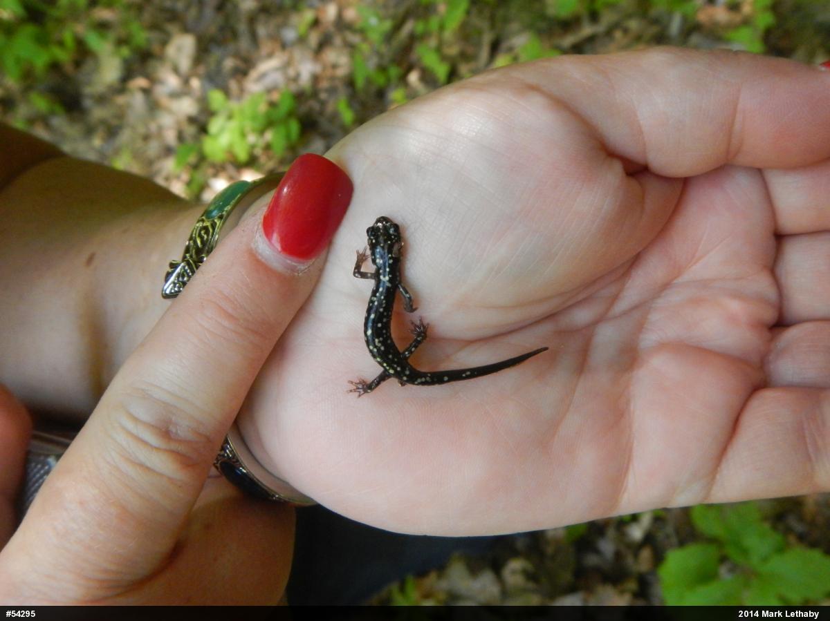 Northern Slimy Salamander