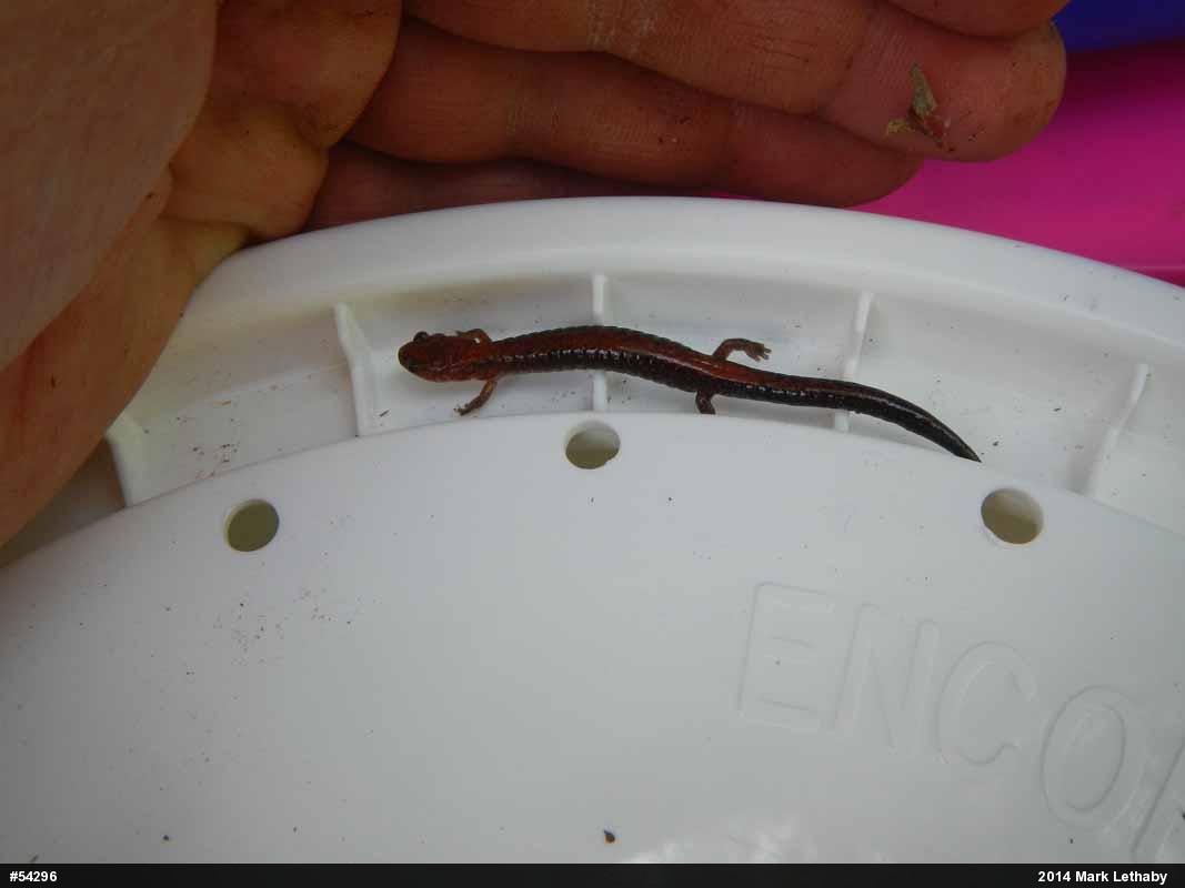 Eastern Red-backed  Salamander