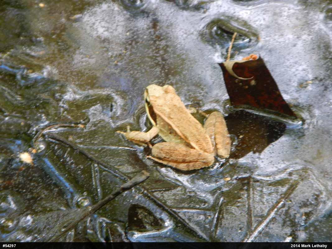 Wood Frog