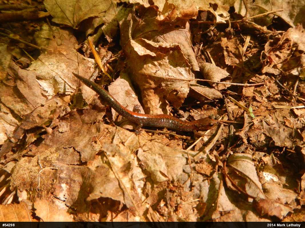 Eastern Red-backed  Salamander