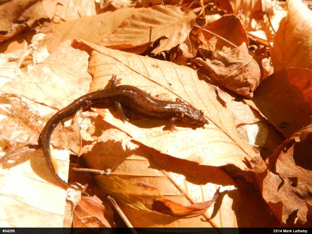 Allegheny Mountain Dusky Salamander