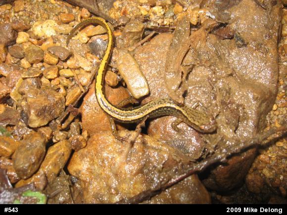 Northern Two-lined Salamander