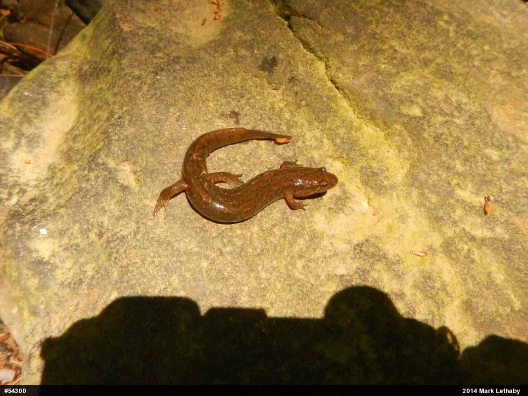 Northern Dusky Salamander