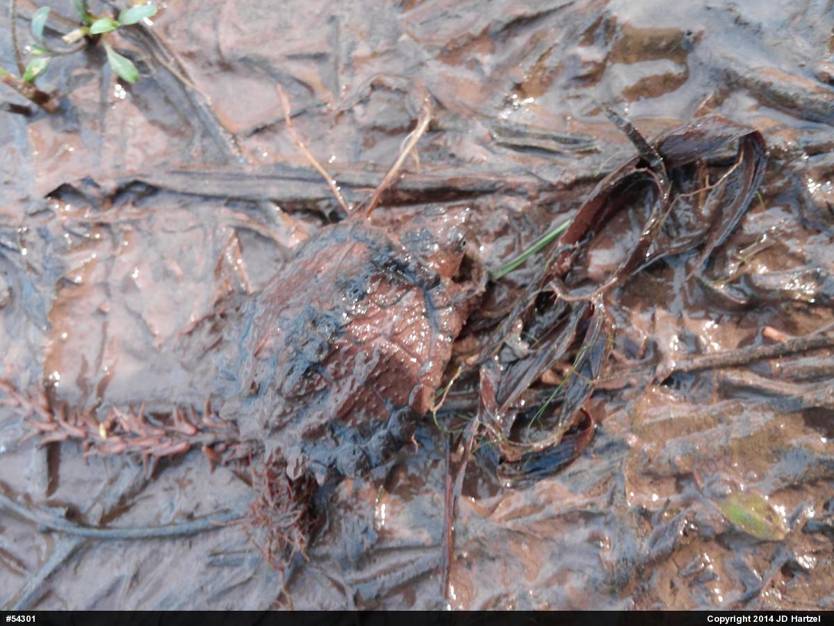 Snapping Turtle
