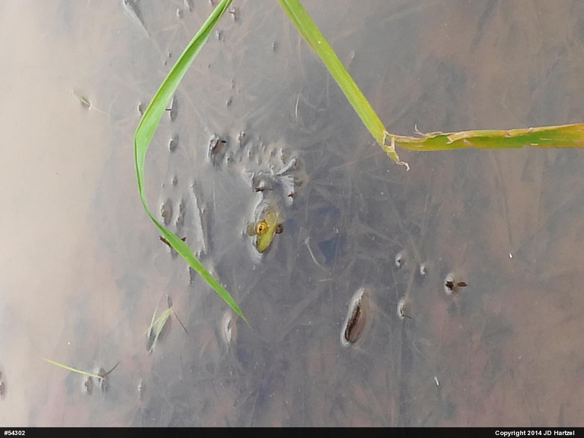 American Bullfrog