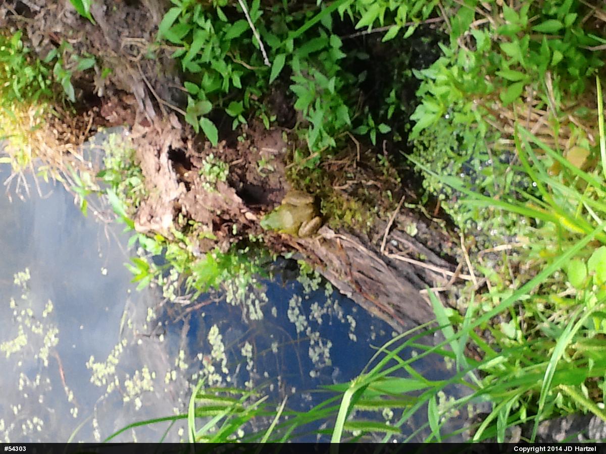 American Bullfrog
