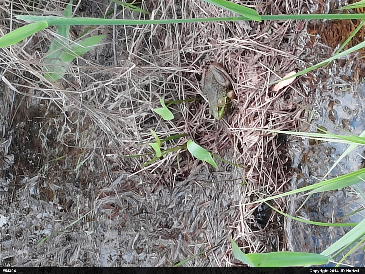 Green Frog