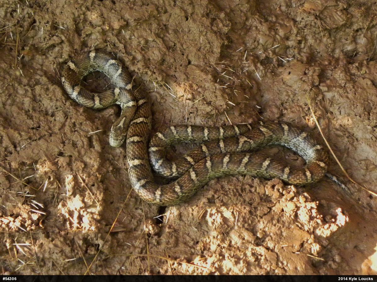 Eastern Milksnake