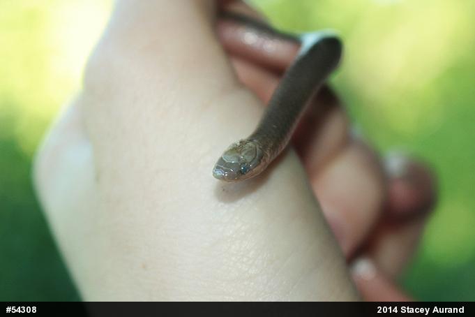 Eastern Wormsnake