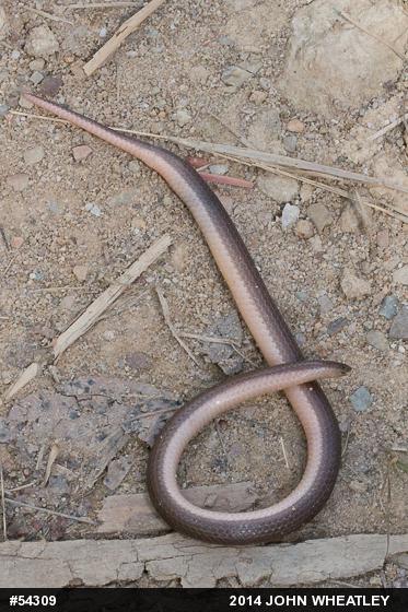 Eastern Wormsnake