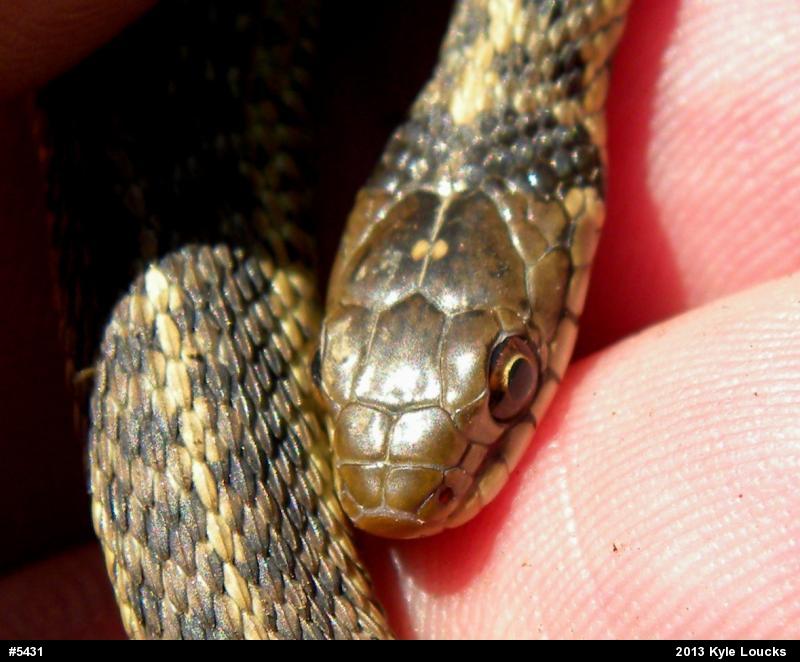 Eastern Gartersnake