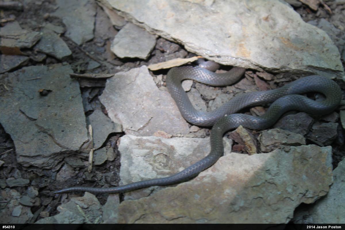 Northern Ring-necked Snake