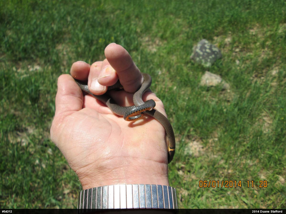 Northern Ring-necked Snake