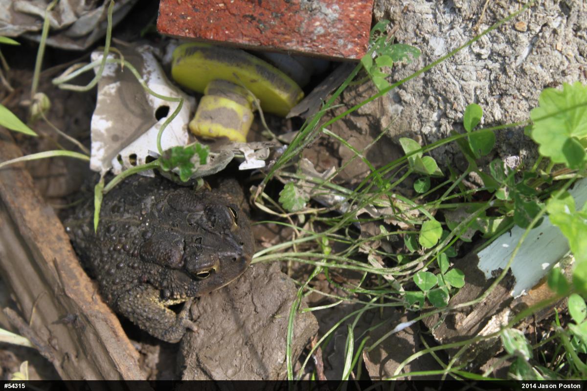 Eastern American Toad