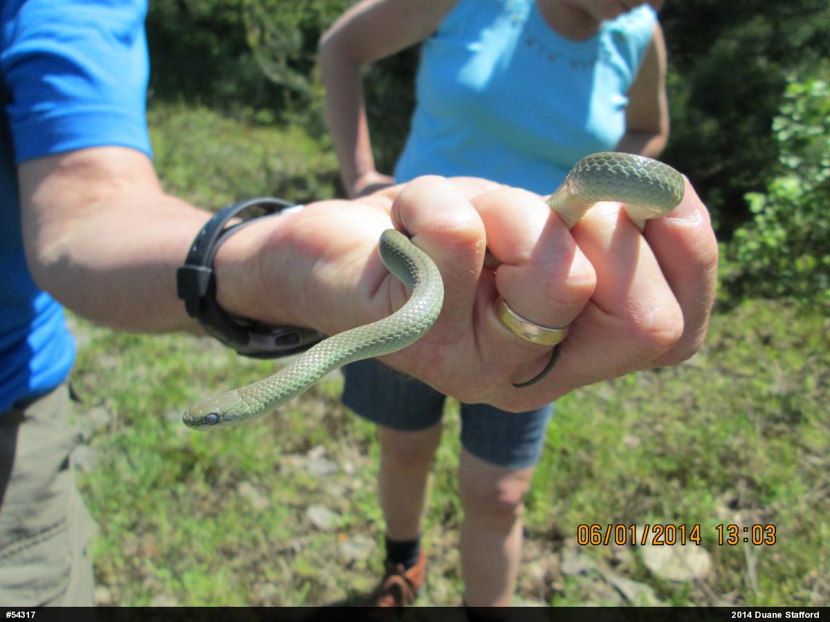 Smooth Greensnake