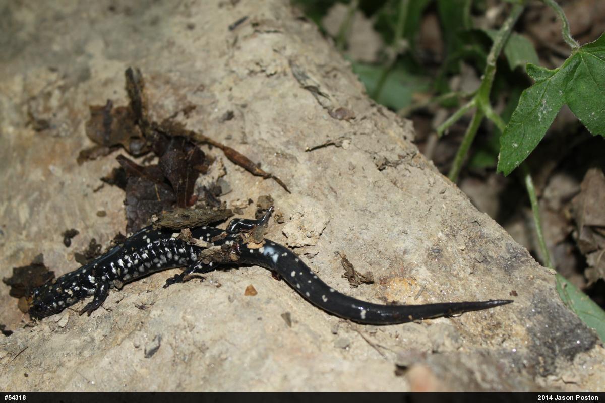 Northern Slimy Salamander