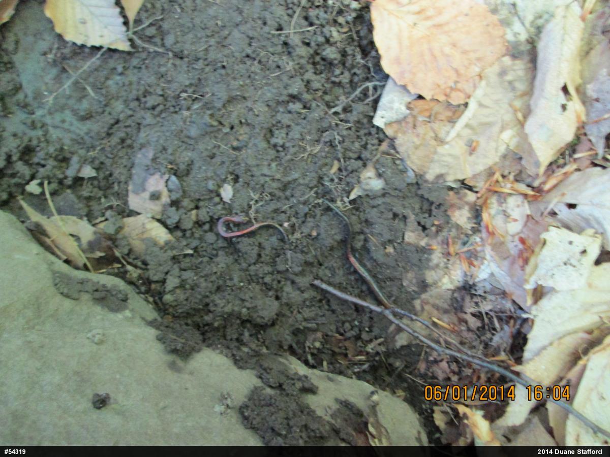 Eastern Red-backed  Salamander