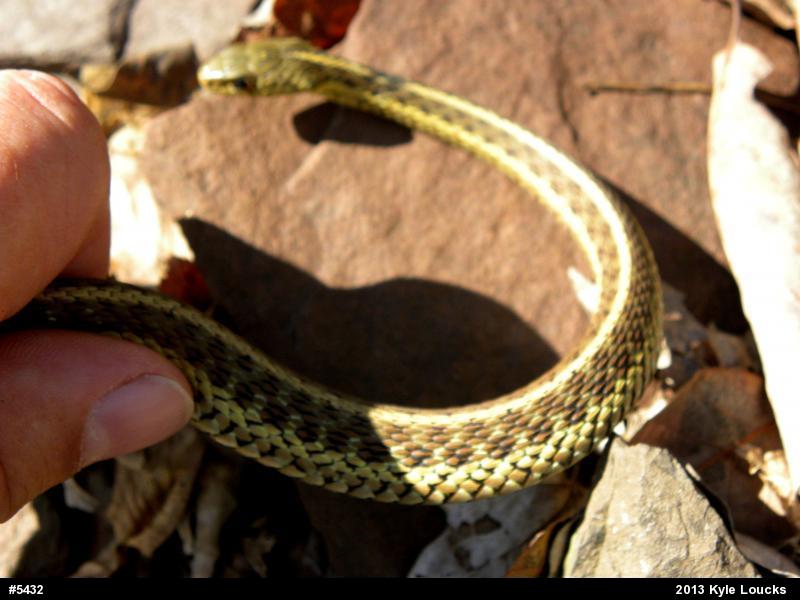 Eastern Gartersnake