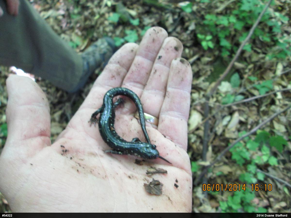 Northern Slimy Salamander