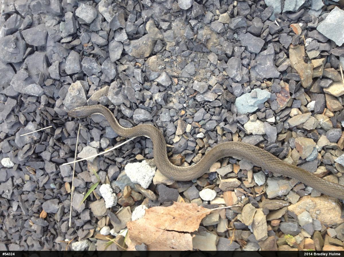 Queensnake