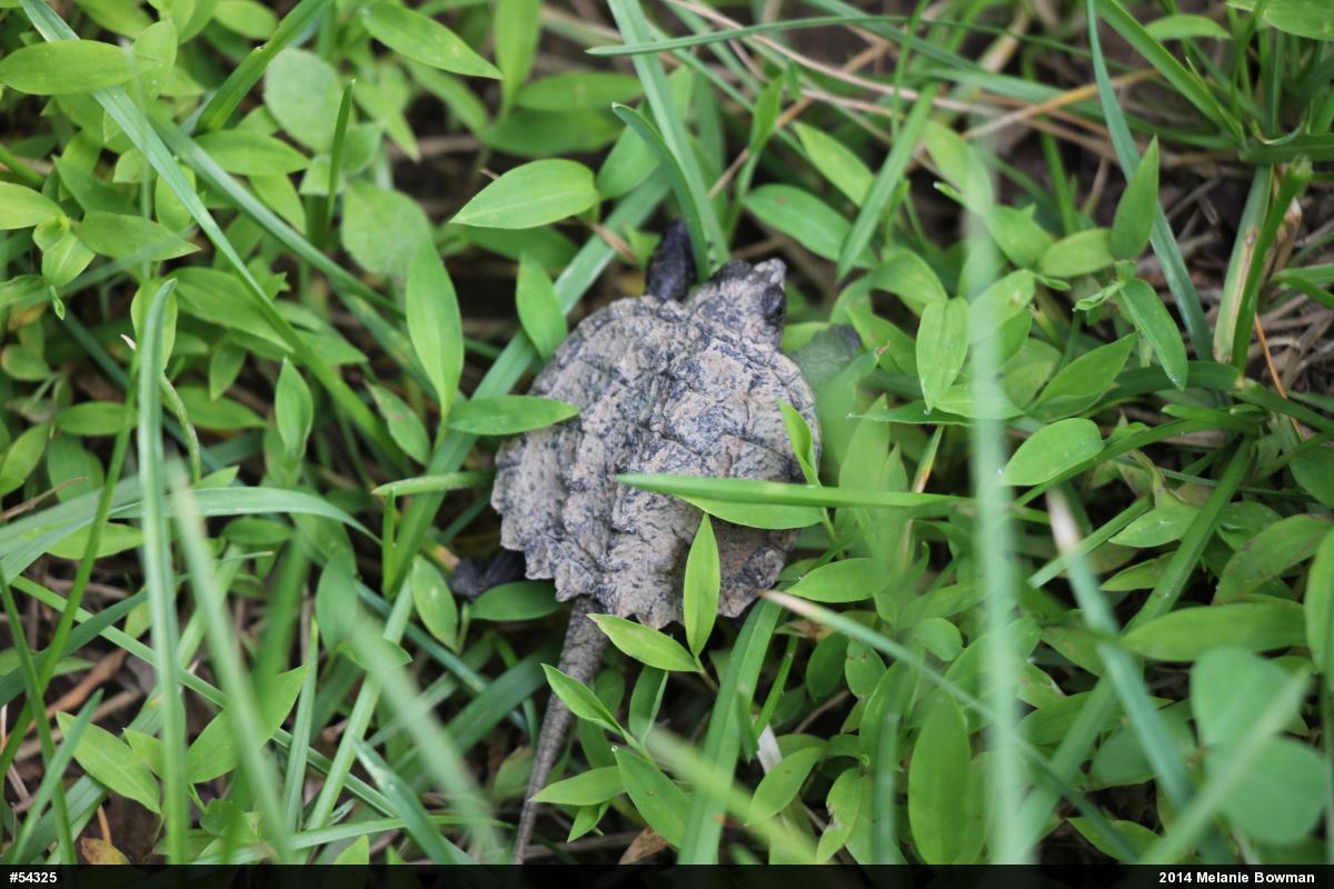 Snapping Turtle