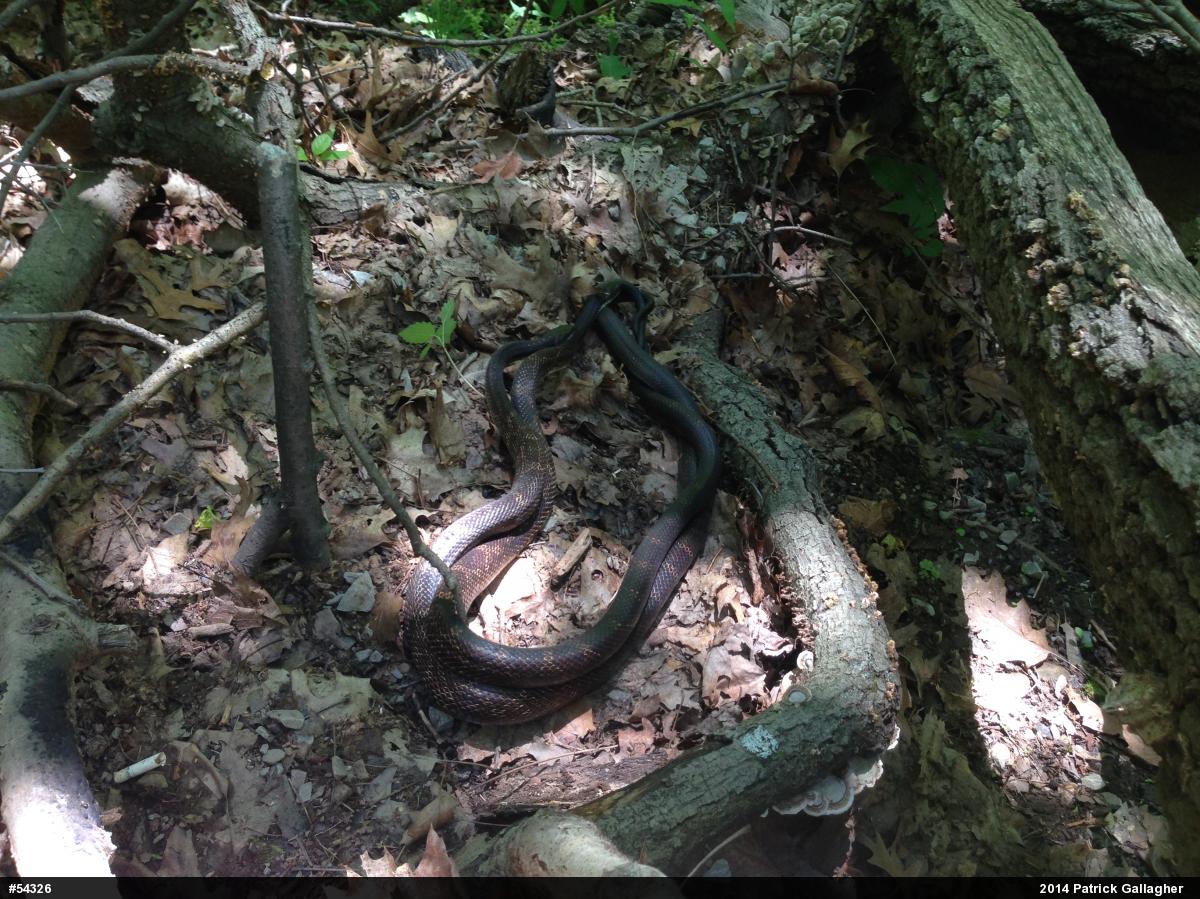 Eastern Ratsnake