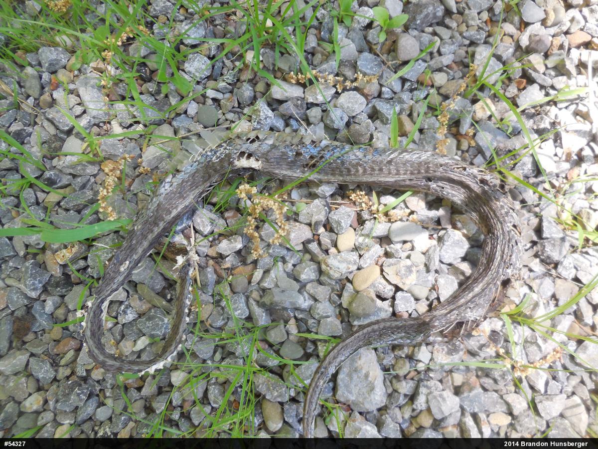 Eastern Gartersnake