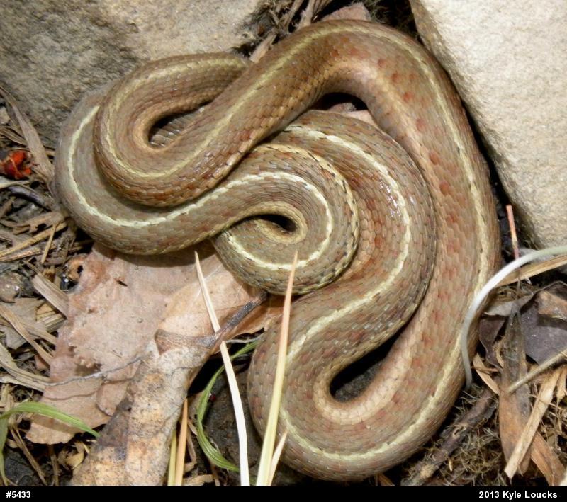 Eastern Gartersnake