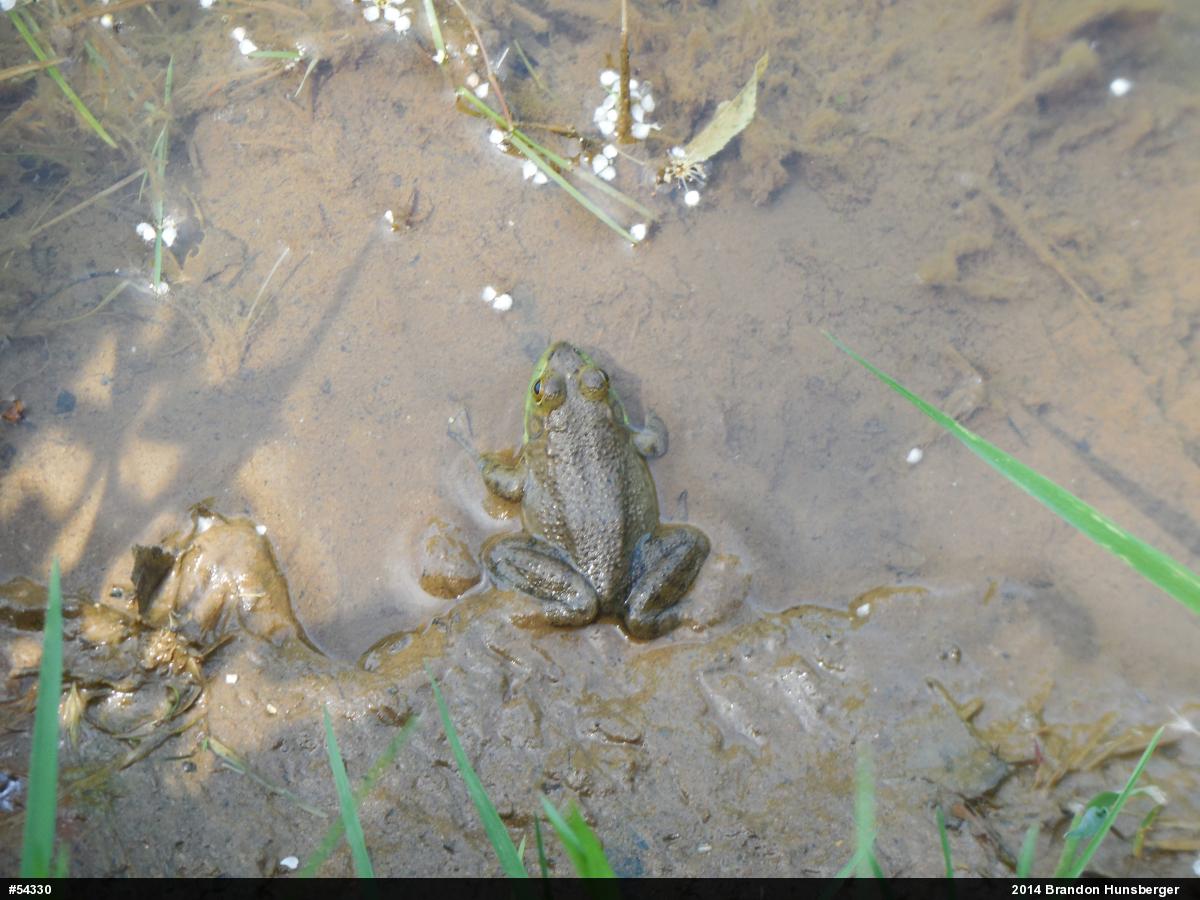 American Bullfrog