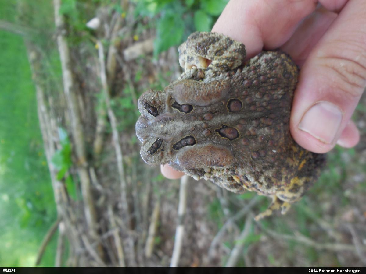 Eastern American Toad