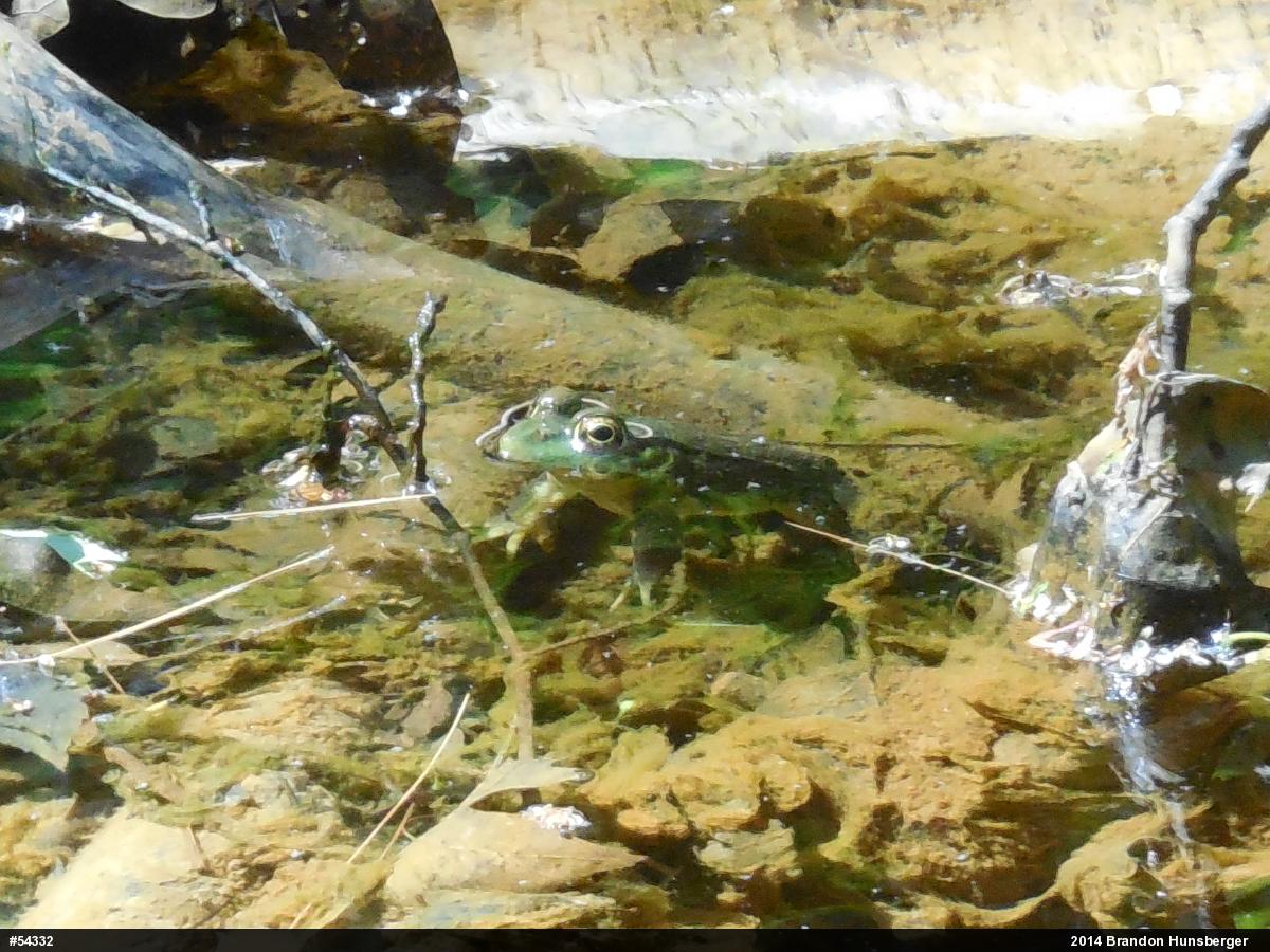 Green Frog