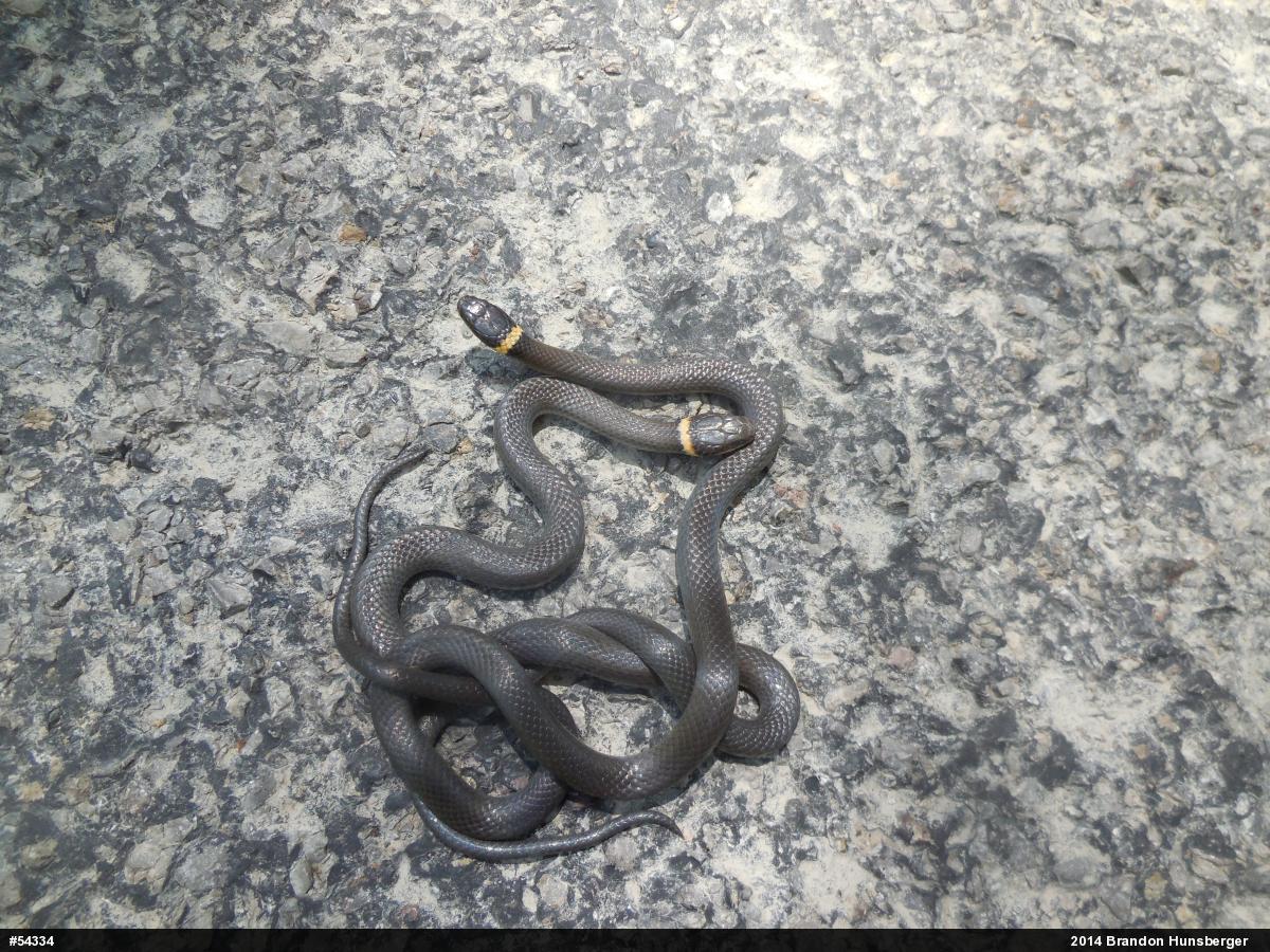 Northern Ring-necked Snake