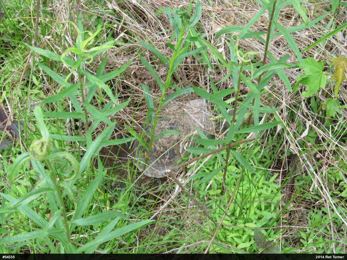 Eastern Box Turtle