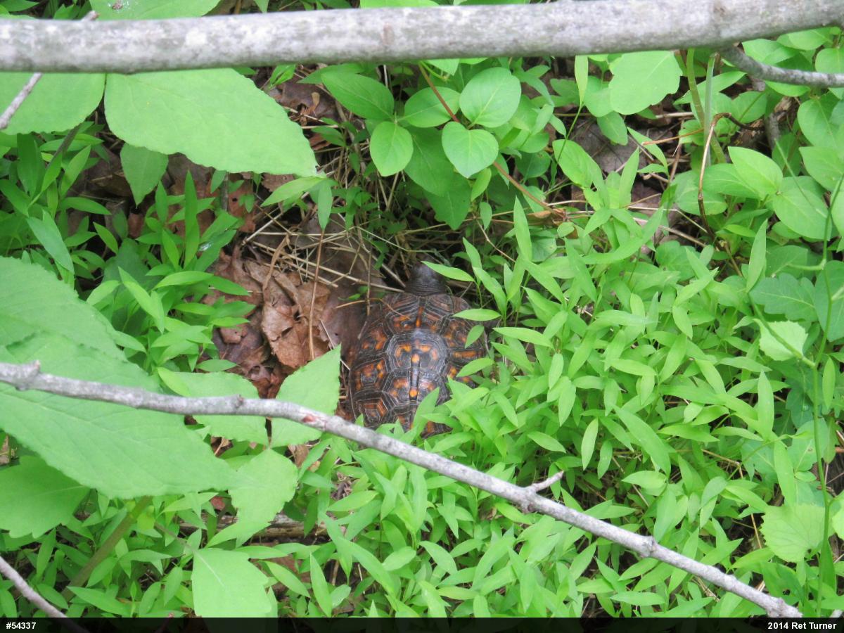 Eastern Box Turtle