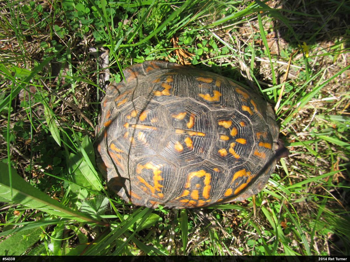 Eastern Box Turtle