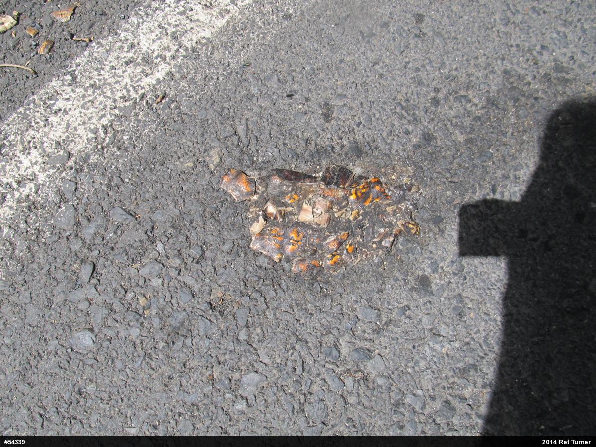 Eastern Box Turtle