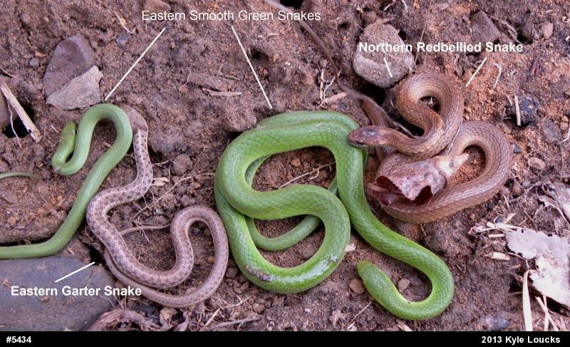 Eastern Gartersnake