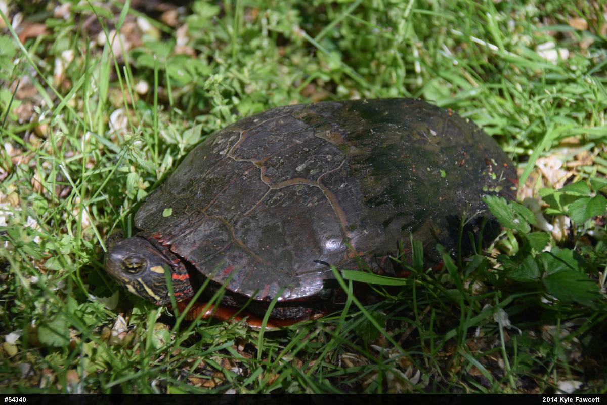 Painted Turtle